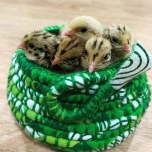 Coiled Basketry